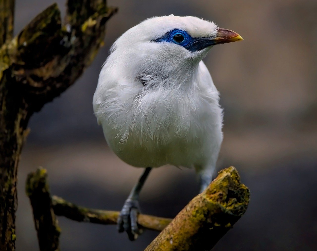 bali myna, bali starling, myna-7831449.jpg