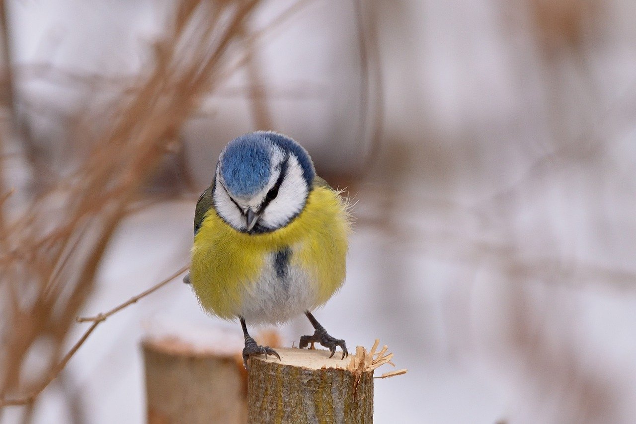 blue tit, tit, winter-7833560.jpg