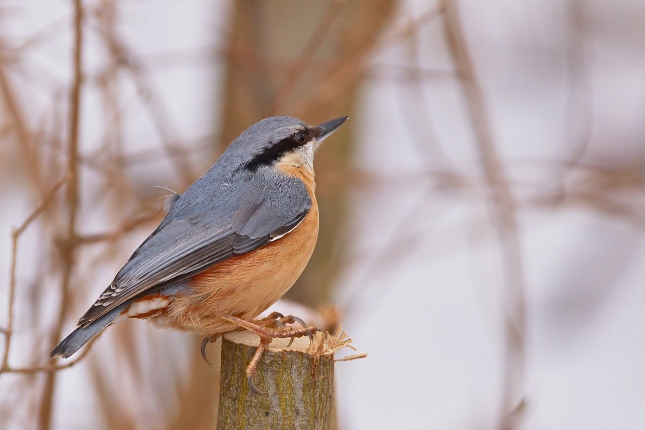 nuthatch, winter, park-7833570.jpg